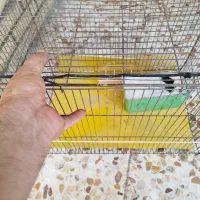 قفس پرنده