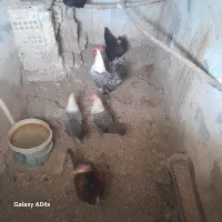 مرغ لاری سیاه و خروس