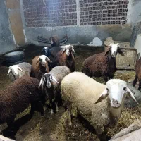 بره فروشی|حیوانات مزرعه|بندر گز, |دیوار