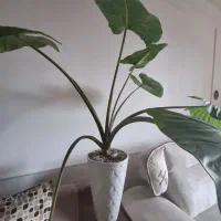 گل با با آدم|گل و گیاه طبیعی|ارومیه, |دیوار