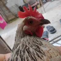 مرغ تخمگذار سالم و درشت