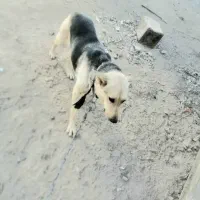 ژرمن