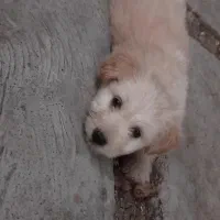 پاپی