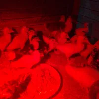 فروش جوجه اردک