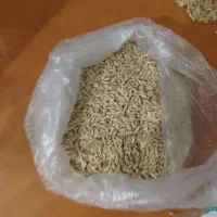 جو بذری بهمن پا کوتاه