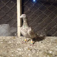 کبوترسارشکلاتی نر