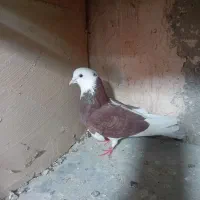 کبوترخوش رکاب