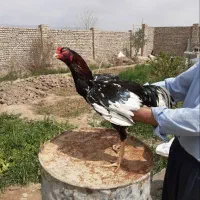 خروس،لاری محلی