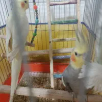 جفت عروس هلندی|پرنده|دورود, |دیوار