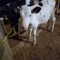 یک راس گوساله ماده شیر خوار بفروش میرسد|حیوانات مزرعه|سراب, |دیوار