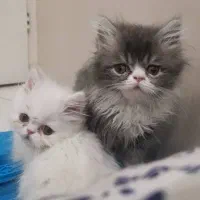 معاوضه بچه گربه پرشین اگزوتیک بلو خانگی ۲ ماهه
