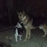 سگ گرگی ژرمن نر جوان