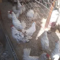 تخم مرغ گلین فول کیفیت|حیوانات مزرعه|شیراز, راهنمایی|دیوار