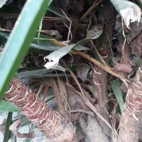 گل یو کا برای فروش|گل و گیاه طبیعی|ساری, |دیوار