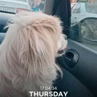 پیکینیز|سگ|وحیدیه, |دیوار