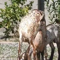 بز  کهره صلاله اصل نقشی پر شیر موقعیت جیرفت