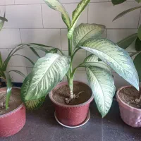 گل دیفن و فیکوس