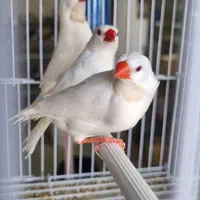 فنچ کرواتی شکلاتی و آلبینو (سفید )|پرنده|کاشان, فاز ۲ ناجی آباد|دیوار