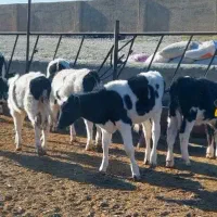 گوساله ماده صنعتی