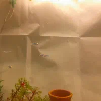 ماهی مولی و گوپی و زبرا|ماهی|ملایر, |دیوار