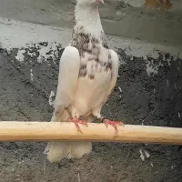 کبوتر طوقی و سینه ای