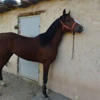 اسب|اسب و تجهیزات اسبسواری|مبارکه, |دیوار