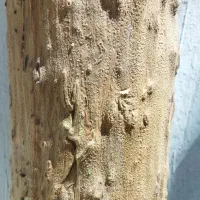 تنه درخت چوب