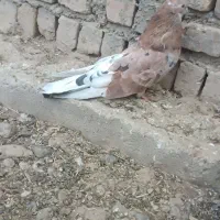 کبوتر سرور نر