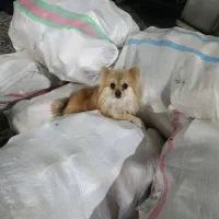 سگ پامرین|سگ|خمینی‌شهر, |دیوار