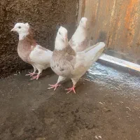 طوقی هفترنگ|پرنده|شاهرود, |دیوار