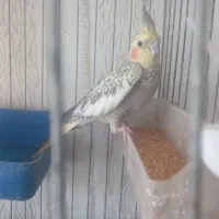 عروس هلندی سرتخم|پرنده|خمینی‌شهر, |دیوار