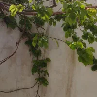 هرس انواع بوته انگور