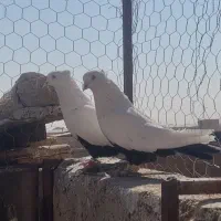 کفتر‌دمبی|پرنده|مرودشت, تخت جمشید|دیوار