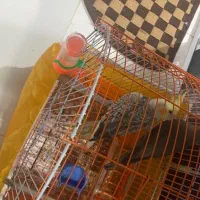 جفت عروس هلندی