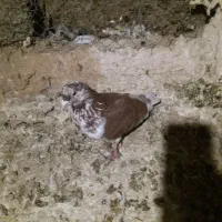 هردوگرفتنی