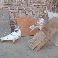 یه جفت کبوتر