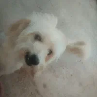 سگ گم شده