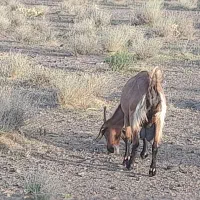 ۱۴بز ۱۵بزغاله کشتاری  دارند هرراس ۲۲ اسفدن