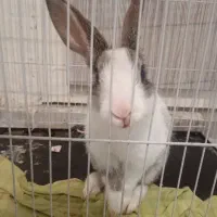 خرگوش باهوش|موش و خرگوش|مشهد, رده|دیوار