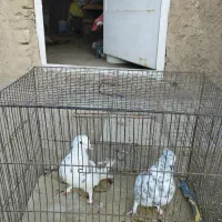 کبوتر|پرنده|نطنز, |دیوار