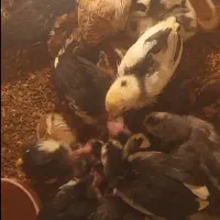 جوجه گلین لری و جوجه لاری