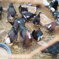 اردک خارجی|حیوانات مزرعه|فاضل آباد, |دیوار