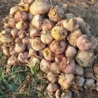 ارسال‌شلغم چغندردام