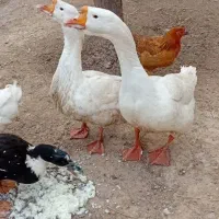 قوغاز لیندا قب قبدار