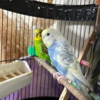 مرغ عشق سالم سرحال|پرنده|علیآباد کتول, |دیوار