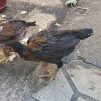 جوجه لاری|حیوانات مزرعه|شیراز, آزادگان|دیوار