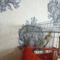 عروس هلندی نر اهویی گل باغالی|پرنده|اسلام‌شهر, شهرک سعیدیه|دیوار