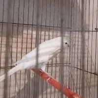 فروش انواع قناری