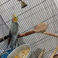 این دوتا عروس. خوشگل فروشی هستن|پرنده|برخوار, |دیوار