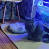 گربه پرشین اشرافی